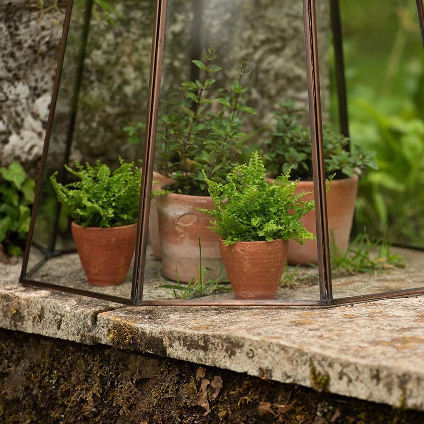 Crocus Collection 52cm Victorian Lidded Bronze Lantern Cloche Growhouse Brass Glass Plant Frost Protection Decoration