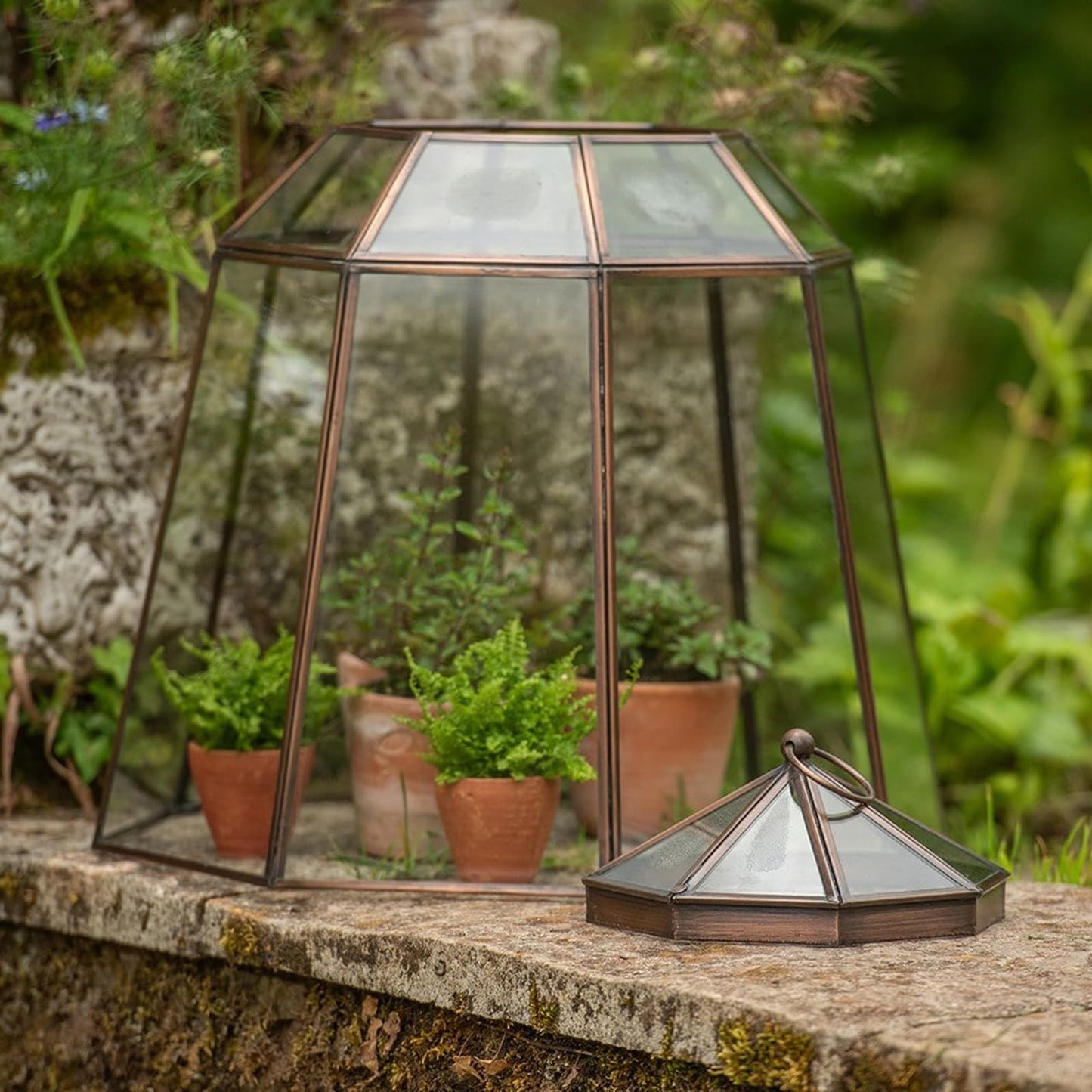 Crocus Collection 52cm Victorian Lidded Bronze Lantern Cloche Growhouse Brass Glass Plant Frost Protection Decoration